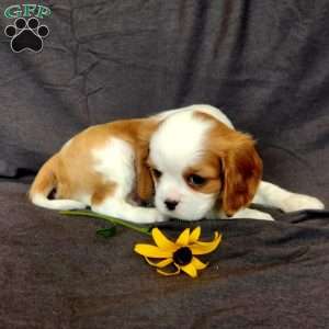 Mr Howdy, Cavalier King Charles Spaniel Puppy